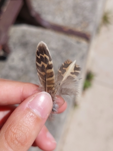 Plume de Caille des blés