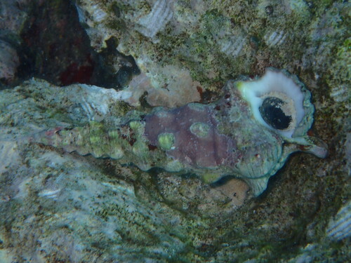 Cerithium nodulosum observed 2026-05-26
