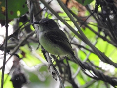 Oncostoma cinereigulare