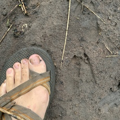 Kobus ellipsiprymnus defassa