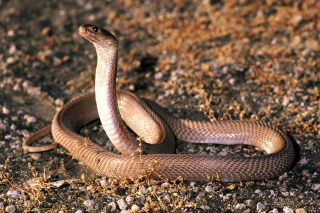 Red Spitting Cobra