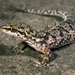 Hemidactylus angulatus - Photo (c) Roberto Sindaco,  זכויות יוצרים חלקיות (CC BY-NC-SA), הועלה על ידי Roberto Sindaco