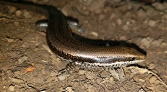 Notomabuya frenata