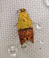Anthozela hilaris