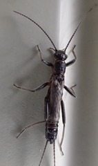 Allocapnia pygmaea