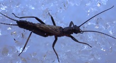 Allocapnia pygmaea
