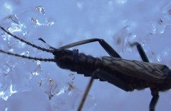Allocapnia pygmaea