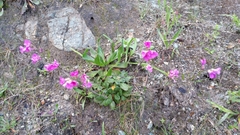 Arabis blepharophylla