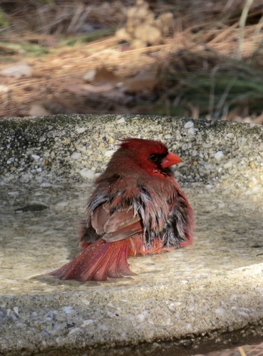 Northern Cardinal photographed in New Jersey