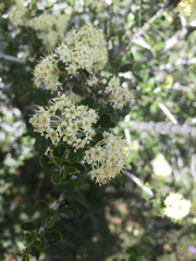 Ceanothus cuneatus cuneatus