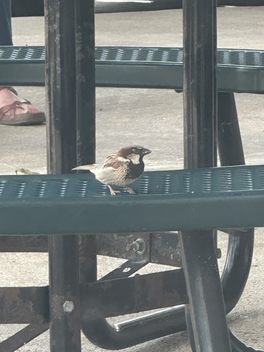 House Sparrow