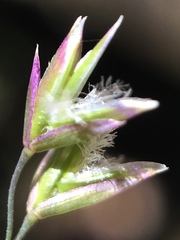 Poa cuspidata