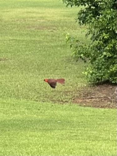 Northern Cardinal