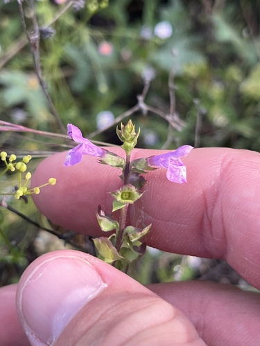 Warnockia scutellarioides, photograph 4