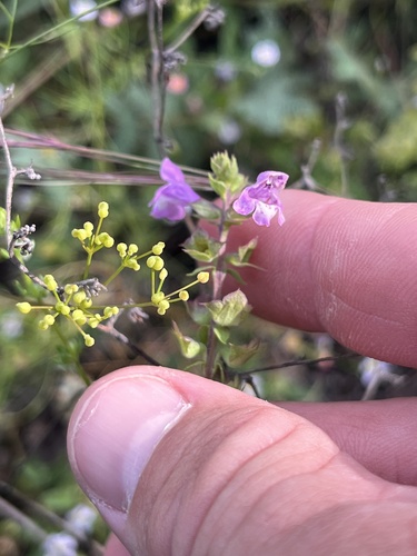Warnockia scutellarioides, photograph 5
