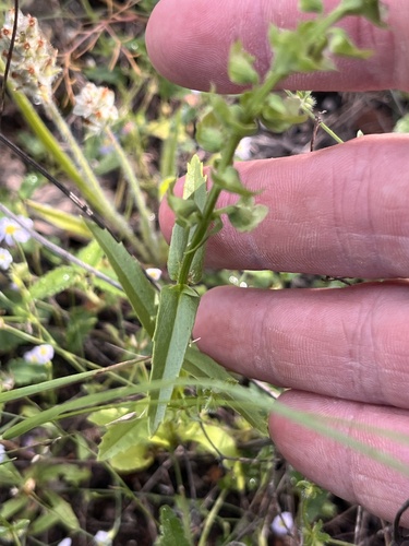 Warnockia scutellarioides, photograph 6