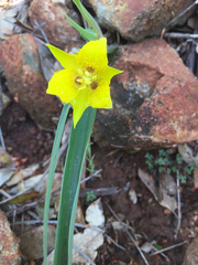 Calochortus monophyllus