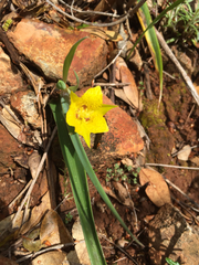Calochortus monophyllus