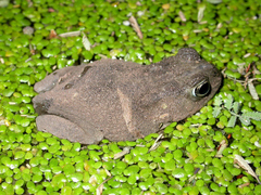 Sclerophrys turkanae
