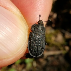 Thanatophilus rugosus