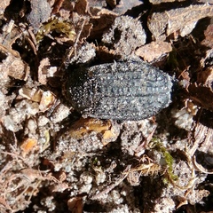 Thanatophilus rugosus