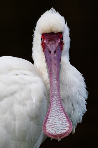 iNaturalist: (c) John Gale, some rights reserved (CC BY-NC), uploaded by John Gale iNaturalist image