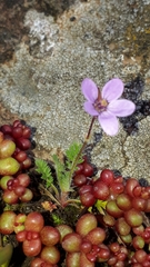 Erodium cicutarium