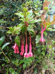 Fuchsia petiolaris, photograph (c) Carlos Torrente, some rights reserved (CC BY)