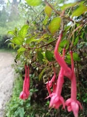Fuchsia petiolaris, photograph (c) Carlos Torrente, some rights reserved (CC BY)