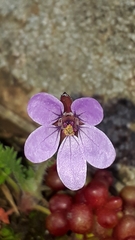 Erodium cicutarium