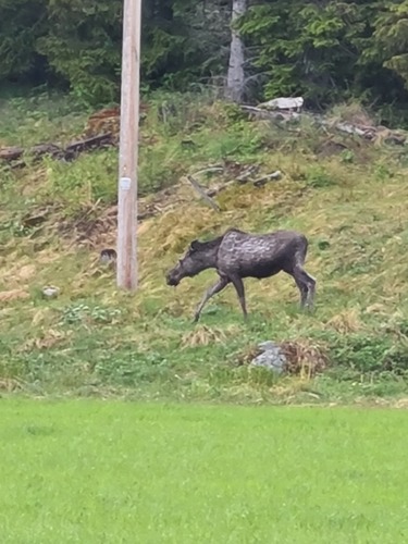Moose
