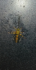 Xanthopimpla rhopaloceros