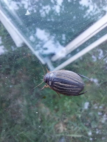 Lesser Diving-beetle