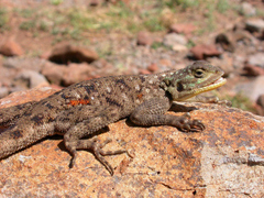 Agama lionotus