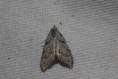 Nola thymula