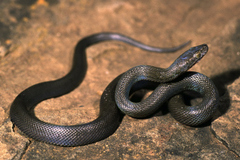 Boaedon fuliginosus