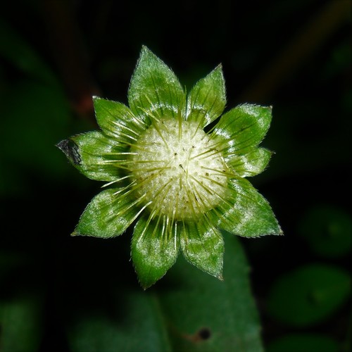 Eclipta prostrata