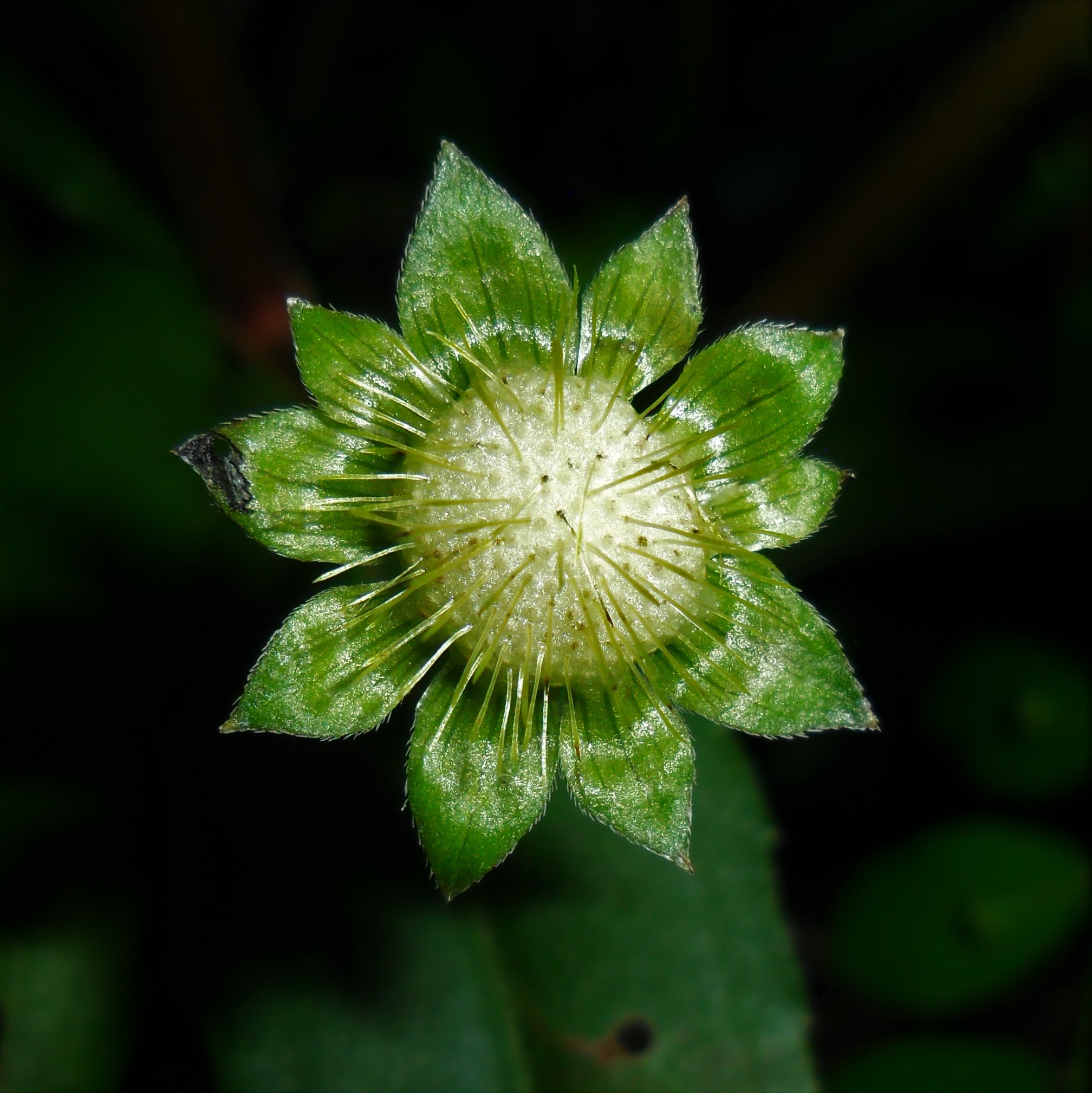 Eclipta prostrata