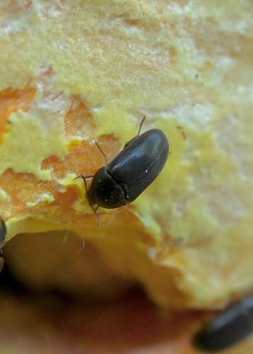 Eustrophus dermestoides