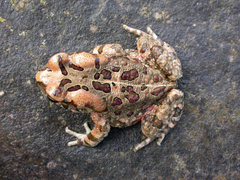 Sclerophrys garmani