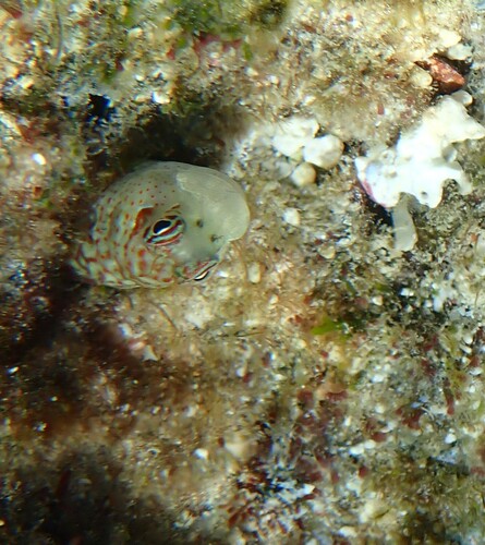 Blenniella periophthalmus observed 2026-01-26