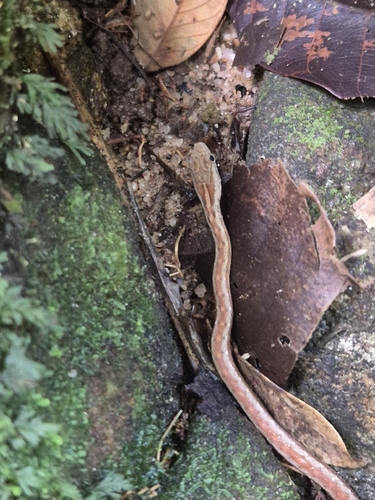 Coastal Mock Viper