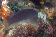 Pseudochromis moorei