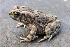 Sclerophrys garmani