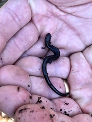Plethodon electromorphus