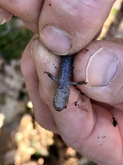 Plethodon electromorphus
