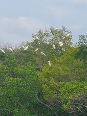 Bubulcus ibis image