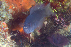 Pseudochromis moorei