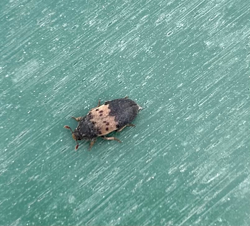 Larder Beetle