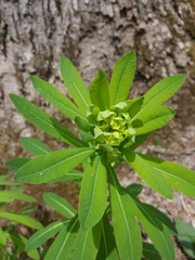 Euphorbia purpurea